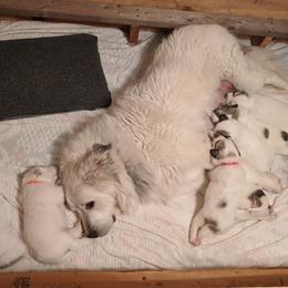 Great Pyrenees Puppies from Duck Creek Poultry Place & Wilson's Waterfowl