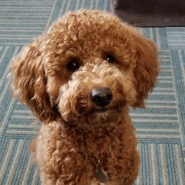 Mosley - Goldendoodle