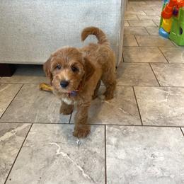 Pretzel - Red  female Goldendoodle puppy in Sugarcreek, Ohio from True Hearted Doodles