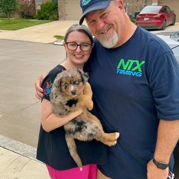 Miniature Australian Shepherd Puppies from Andy McDonald