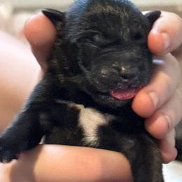 Orange - Fawn sable male Belgian Malinois puppy in Boise, Idaho from Wings of Freedom Retrievers and Malinois