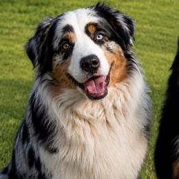 Miniature American Shepherds from Melissa Medina