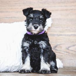 Hazel - Black and silver female Miniature Schnauzer puppy in Woodburn, Kentucky from Southern Kentucky Schnauzers