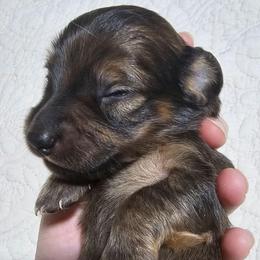 Rolo- CKC - Sable male Dachshund puppy in Loganville, Georgia from Royal Dackel Haus