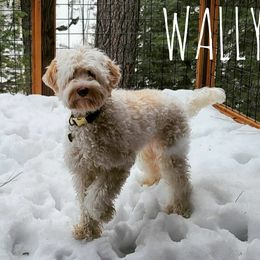 Wally - Australian Labradoodle