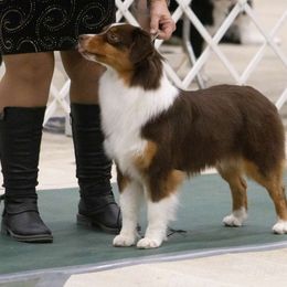 Scarlett - Miniature American Shepherd