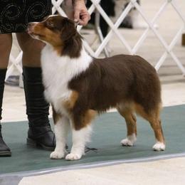 Scarlett - Miniature American Shepherd