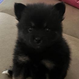 Crunch - Black and white male Pomsky puppy in Avoca, Michigan from Repurposed Paradise Farm