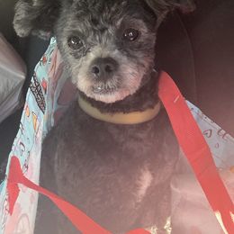 Assorted Doodle Crosses from Lhasapoo World