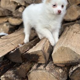 Pomsky Puppies from Ritzy Puppies
