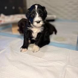Rocky - Green Collar - Black and white male Portuguese Water Dog puppy in Colorado Springs, Colorado from Melissa's Portuguese Water Dogs