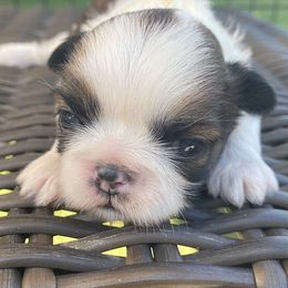 Shih Tzu Puppies from Willow Lane Shih Tzus