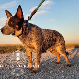 Asher - Australian Cattle Dog