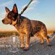Asher - AKC, AKC DNA