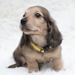 Dachshunds from Michael Kane