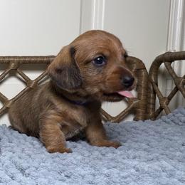 Steve - Red male Dachshund puppy in Sulphur Springs, Texas from Waggin Beach Paradise Doxies