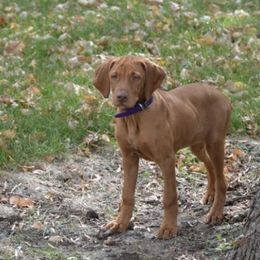 Vizslas from Prairie Ridge Vizslas