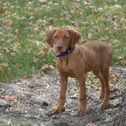 Vizslas from Prairie Ridge Vizslas