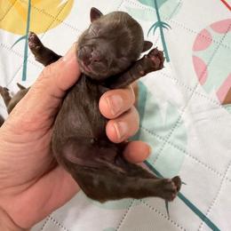Boy 2 - Chocolate male Shih Tzu puppy in Ocala, Florida from Mimi's Shih-tzus of Ocala