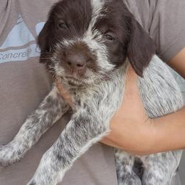 Girl 4 - Brown and gray female Wirehaired Pointing Griffon puppy in Emmett, Idaho from Idaho Wirehaired Pointing Griffons