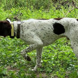 German Shorthaired Pointers from Jack Pine German Shorthaired Pointers