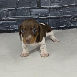 M2 - Chocolate and tan male Dachshund puppy in Brunswick, Georgia from Newbern's Nuggets
