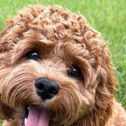 Cavalier King Charles Spaniels and Cavapoos from Alex Camp
