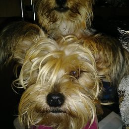 Yorkshire Terriers from Linda's Yorkies