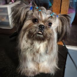 CKC Ewok Naturally-Reared - Brindle Shih Tzu puppy in Barren Springs, Virginia from Seeking Shalom Acres Maltese, Maltipoos & Havamalts