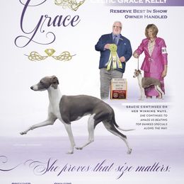 Grace - Italian Greyhound
