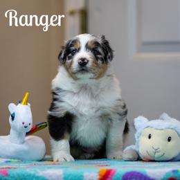 Ranger - Blue merle male Australian Shepherd puppy in Benton City, Washington from Eventide Australian Shepherds