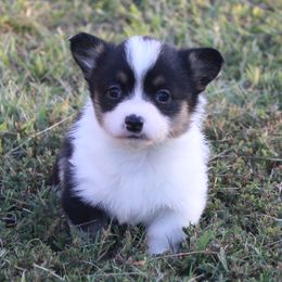 Dixie - Black and tan female American Corgi puppy in Leighton, Alabama from Bar P Livestock Corgis