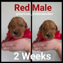 Red - Red  male Goldendoodle puppy in Upland, California from Hartman Goldendoodles