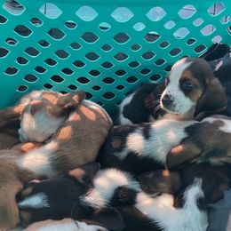 Basset Hound puppies from Cash’s Bassets