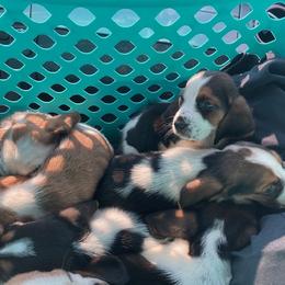 Basset Hound puppies from Cash’s Bassets