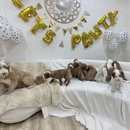 Goldendoodle puppies from Soni the Doodle