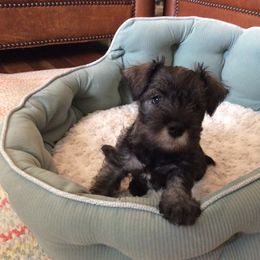 Goldendoodle and Miniature Schnauzer Puppies from Very Special Mini Schnauzers and Goldendoodles