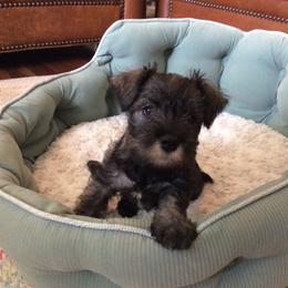 Goldendoodle and Miniature Schnauzer Puppies from Very Special Mini Schnauzers and Goldendoodles