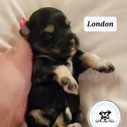 Miniature Schnauzer Puppies from Little Schnauzer Paws