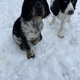 English Springer Spaniel Puppies from Heart of Dixie Springers