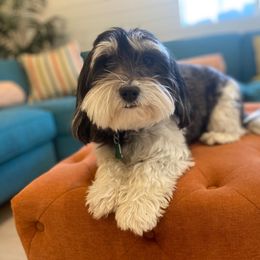 Ava - Havanese