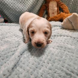 Oscar - Piebald male Dachshund puppy in Fruita, Colorado from 3 B's Breeding