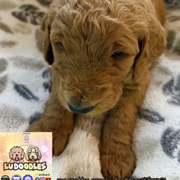 Otter - Apricot female Goldendoodle puppy in Santa Cruz, California from Lu Doodles