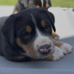 Teal girl - Black, white and red female Greater Swiss Mountain Dog puppy in Woodland, Washington from Woodland Swissie’s