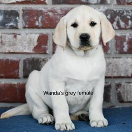 Grey female - Yellow female Labrador Retriever puppy in Mississippi from Sure Shot English Labs