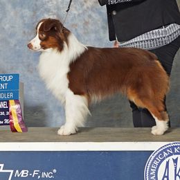 Kipling - Miniature American Shepherd