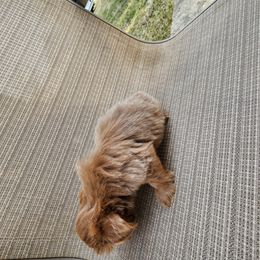Shih Tzu Puppies from A fuzzy piece of heaven