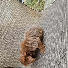 Shih Tzu Puppies from A fuzzy piece of heaven