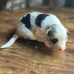 Black-Eyed Pea - Blue merle male Border Collie puppy in Jefferson, Pennsylvania from Willis Farm
