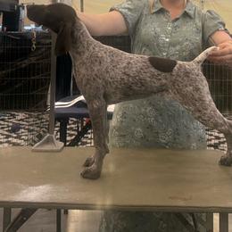 Girl 5 - Liver and white female German Shorthaired Pointer puppy in Bryan, Texas from Ehrenvogel and Bessdach Kennels